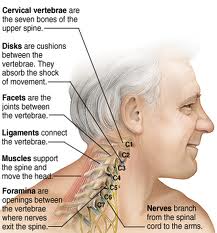 Vertebrae image - San Diego Chiropractic, Massage specialize in pain relief and treatment of neck, spine and nerves utilizing various techniques to achieve optimal results.
